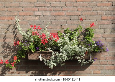 a flowerbox at the wall with blooming plants and red geraniums in the garden in summer