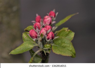 flowerbuds of a mini apple tree