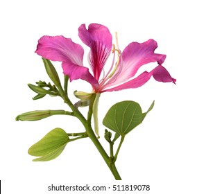 Flower,butterfly Tree,pink Flower Isolated On White Background