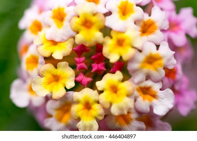 flower,close-up