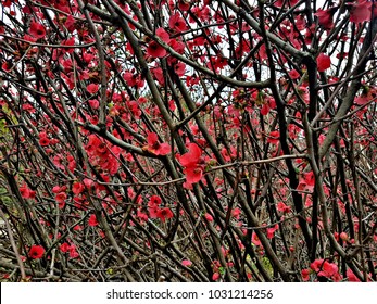 A flowered Japanese Quince, the Chaenomeles shrub. with its pretty red blooms and dark branches. 