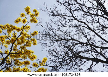 
flowered tree number1
