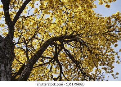 
flowered tree number2