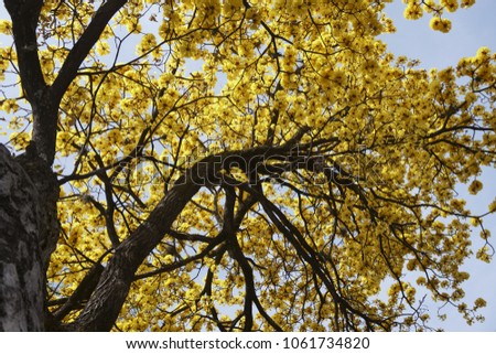 
flowered tree number2