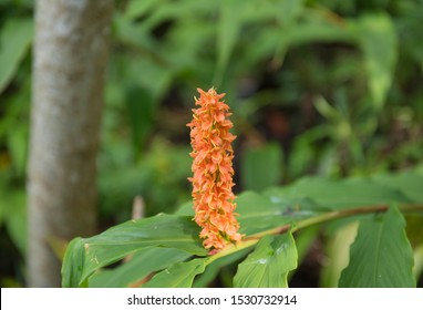 Dense Ginger Lily Images Stock Photos Vectors Shutterstock