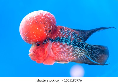 Flowerhorn Cichlid Colorful fish swimming in fish tank. This is an ornamental fish that symbolizes the luck of feng shui in the house