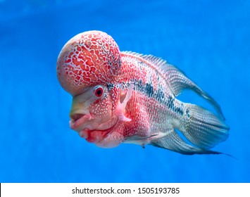 feng shui flowerhorn