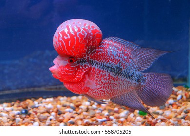 Flowerhorn Cichlid Crossbreed Fish Good Color Stock Photo 558705205 ...