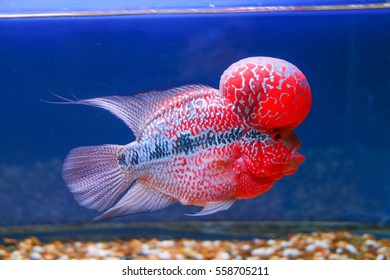 Beautiful Flowerhorn Cichlid Fish Aquarium Fish Stock Photo (Edit Now ...