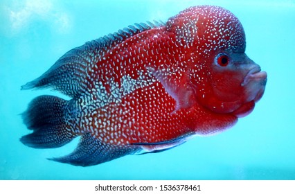 948 Flowerhorn cichlid Stock Photos, Images & Photography | Shutterstock