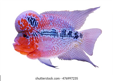 Flowerhorn Fish Aquarium Fish Flower horn Fish Flowerhorn Cichlid Fish isolated on white background This has clipping path.