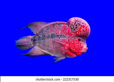 flowerhorn fish series 