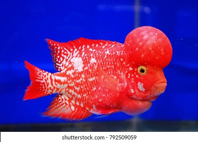 flowerhorn supper red pearl male flowerhorn cichlid best beautiful in water aquarium isolated on blue background