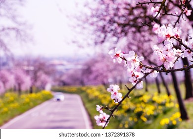 Flower Road High Res Stock Images Shutterstock