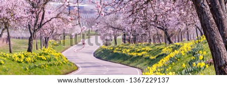 Flowering almond trees and daffodils along the road. Almond blossoms near the road. Deutsche Weinstrasse ( German Wine Route ), Rhineland-Palatinate, Germany, banner