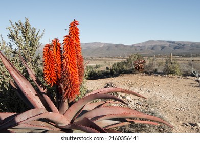 Flowering Aloe Plants In South Africa With A Farm In The Backround

