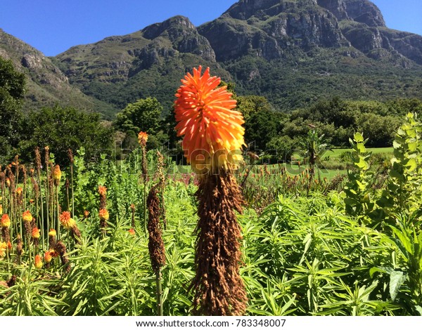 Flowering Aloe Vera Plant Kirstenbosch National Stock Photo Edit