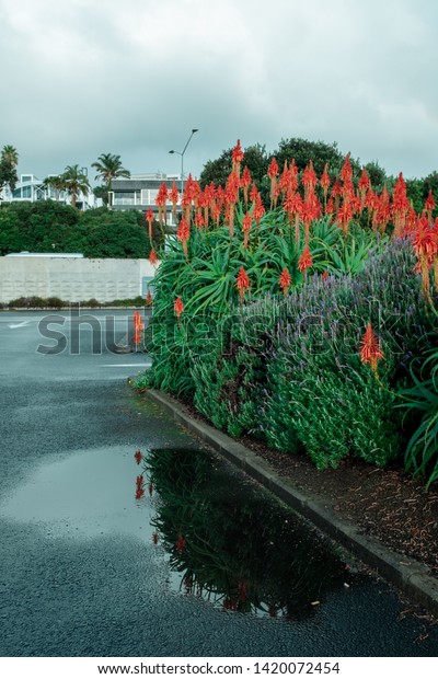 Flowering Aloe Vera Plants New Zealand Stock Photo Edit Now