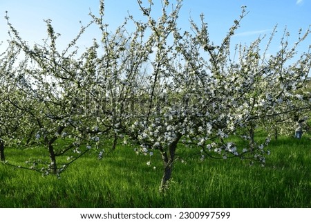 flowering apple tree. nice look. landscape. green grass springtide. let spring come blooming flowers pollination.
