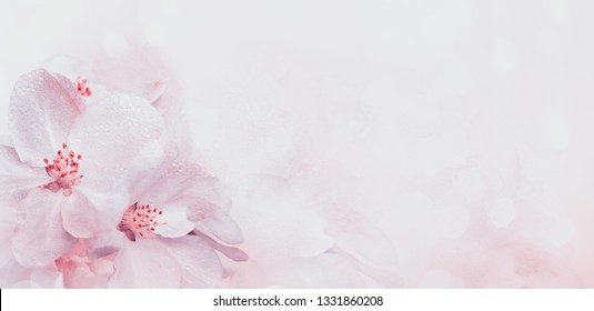 Flowering of the apple tree. Spring background of blooming flowers. White and pink flowers. Beautiful nature scene with a flowering tree. Abstract blurred background