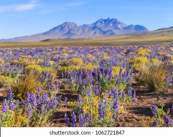 Flowering Atacama Desert, Chile