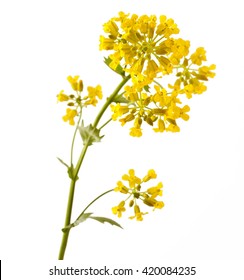 Flowering Barbarea vulgaris or Yellow Rocket plant (Cruciferae , Brassicaceae ) close up isolated on white