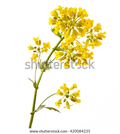 Flowering Barbarea vulgaris or Yellow Rocket plant (Cruciferae , Brassicaceae ) close up isolated on white