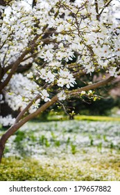 Flowering beautiful white magnolia in spring park