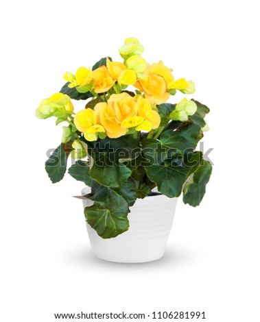 Similar – Image, Stock Photo Blooming evergreen in front of a brick wall