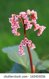 Flowering Bergenia Cordifolia