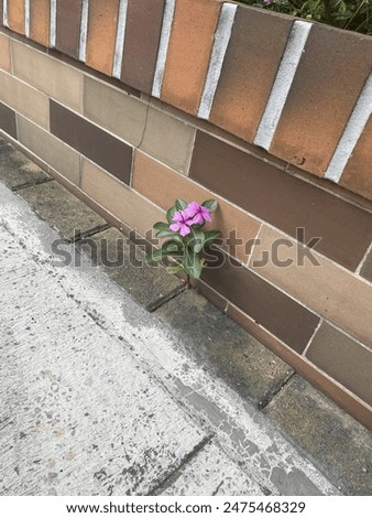 Similar – Image, Stock Photo so much in between