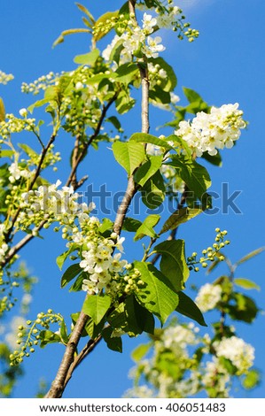 Similar – Foto Bild Frühlingsblüten Blüte