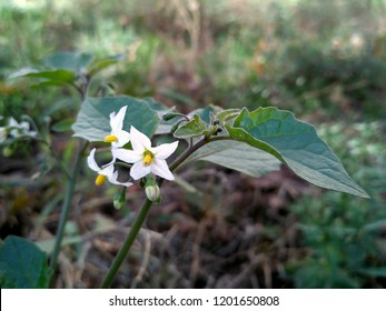 solanum nigrum flower