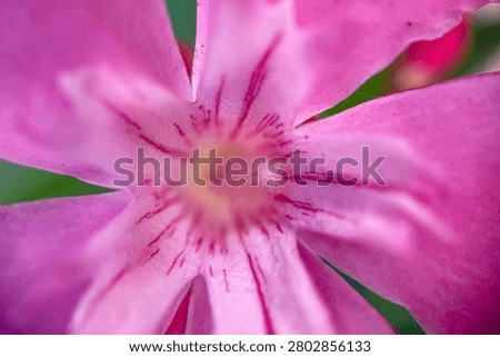 Flowering bloom tree of Nerium odorum Aiton, pink buds in garden in rays of sunset sun wallpaper with blank copy space for text