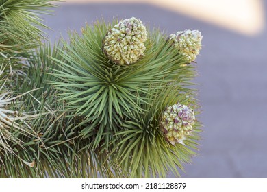 Flowering Blooms Of A Joshua Tree (Yucca Brevifolia)