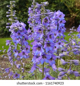 Flowering Blue Delphinium Tall Black Knight Plant