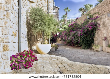 Flowering bougainvillea on ancient streets and stone houses, the ancient city of Jaffa, Israel. Foto stock © 