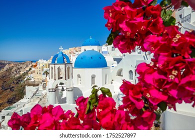 Flowering Bougainvillea On The Island Of Santorini, Greece