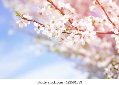 Flowering branch against the sky