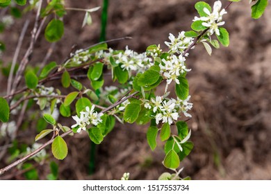 Flowering Branch Of Amelanchier Alnifolia, Close-up. Saskatoon Serviceberry Flowers.