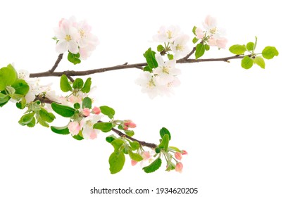 Flowering branch of apples on white background. - Powered by Shutterstock