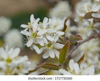 
Flowering Branch Of A Bush Of  Serviceberry Tree (Amelanchier)