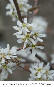 
Flowering Branch Of A Bush Of  Serviceberry Tree (Amelanchier)