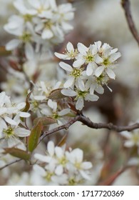 
Flowering Branch Of A Bush Of  Serviceberry Tree (Amelanchier)