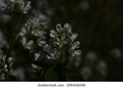 Flowering Branch Of A Bush Of Serviceberry Tree (Amelanchier)