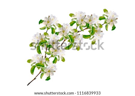 Similar – apple blossom Apple tree