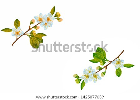 Similar – White apple blossoms in front of a blue sky