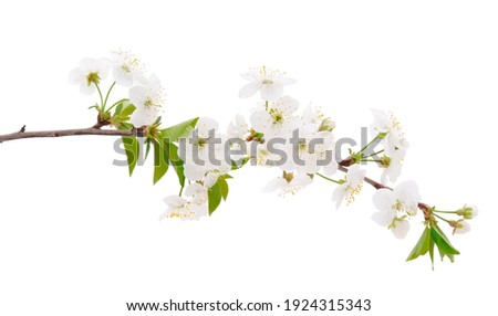 Flowering branch of cherry isolated on a white background. 