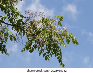 Flowering Branch Of Chinaberrytree (Melia Azedarach)