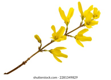 flowering branch of Forsythia Isolated on white background